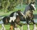 Мозаика алмазная Пара лошадей Никитошка (GJ6206, На подрамнике) — фото комплектации набора