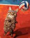 Картина по номерам Кот и волейбол (BRM37686) — фото комплектации набора