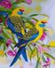Розмальовка по цифрам Папуги на волі (BRM41301) НикиТошка — фото комплектації набору