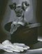 Картина алмазами Цуценя в капелюсі (41 х 52 см) Dream Art (DA-31672) — фото комплектації набору