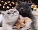 Картина раскраска Три кота (BRM40152) — фото комплектации набора
