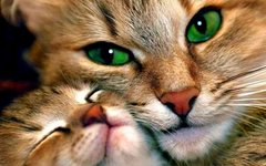 Набор алмазная мозаика Кошка с котенком ТМ Алмазная мозаика (DM-247, Без подрамника) фото интернет-магазина Raskraski.com.ua