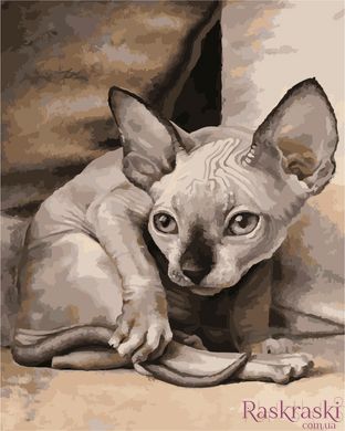 Холст для рисования Экзотическая кошка (AS1027) ArtStory фото интернет-магазина Raskraski.com.ua