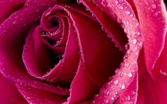 Картина алмазна вишивка Бутон рози ТМ Алмазная мозаика (DM-248) фото інтернет-магазину Raskraski.com.ua