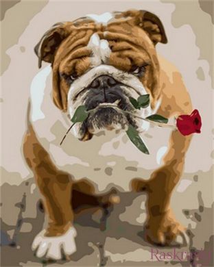 Картина по цифрам Англійський бульдог з трояндою (MR-Q1785) Mariposa фото інтернет-магазину Raskraski.com.ua