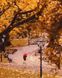 Картины по номерам Осенний парк (BRM25398) — фото комплектации набора