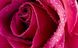 Картина алмазна вишивка Бутон рози ТМ Алмазная мозаика (DM-248) — фото комплектації набору