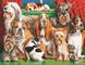 Картина за номерами Велика кампанія собак (AS0961) ArtStory — фото комплектації набору