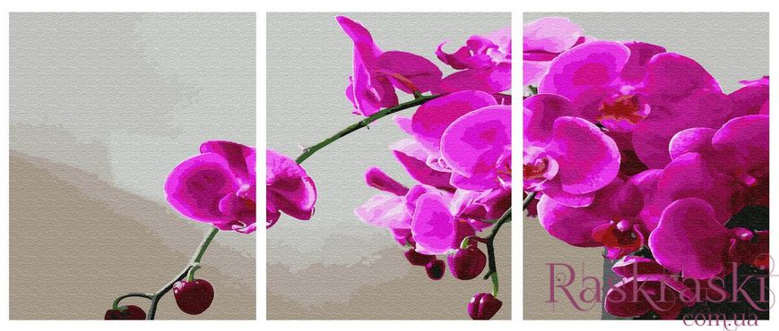Картины по номерам Орхидея (PX5298) НикиТошка фото интернет-магазина Raskraski.com.ua