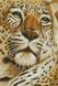 Картина из страз Ягуар (28 х 40 см) Dream Art (DA-31693, Без подрамника) — фото комплектации набора