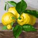 Картина за номерами Три лимона (AS1079) ArtStory (Без коробки)