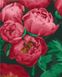 Картина по номерам Красные пионы (AS0980) ArtStory — фото комплектации набора
