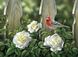 Картина з страз Птах на садових трояндах ТМ Алмазная мозаика (DM-330) — фото комплектації набору